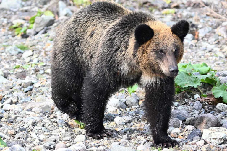 Умные часы Hiker показали, что произошло в последние минуты после того, как он был заточен в лесу и убит медведем