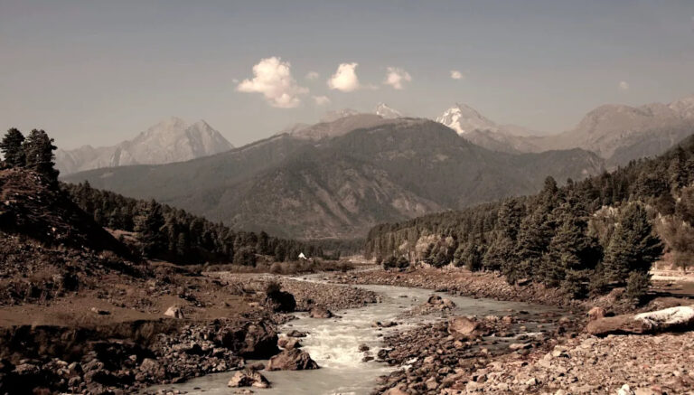 Власти предупреждают после спасения беременной медведицы: «Самый большой из когда-либо замеченных»