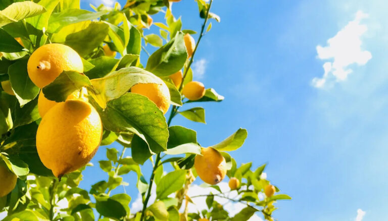 Ученые сделали ключевой прорыв в борьбе с серьезной угрозой продовольственному снабжению: «Далеко не все так просто»