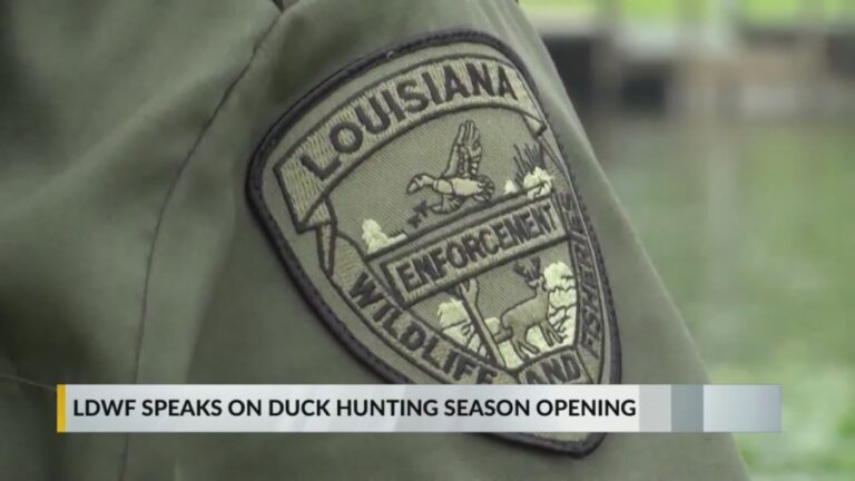 Луизианский сезон охоты на уток открылся в Западной зоне