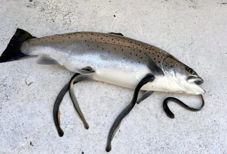 Прилив поворачивается против инвазивной морской миноги после всплеска эпохи COVID