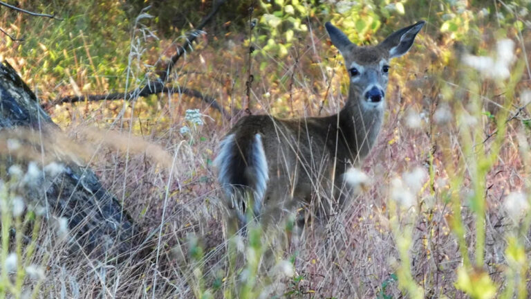 Сезон оленей в Пенсильвании 2025: Охота на огнестрельное оружие начинается 29 ноября с расширенных вариантов воскресенья