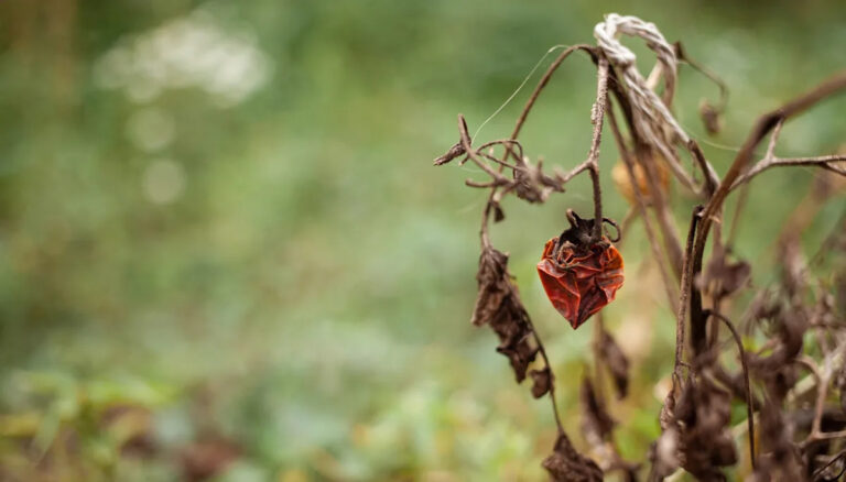 Фермеры предупреждают, что основной урожай становится все труднее выращивать: «Беспрецедентный»