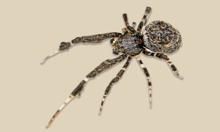 Эти пауки убивают своим рвотным плющом