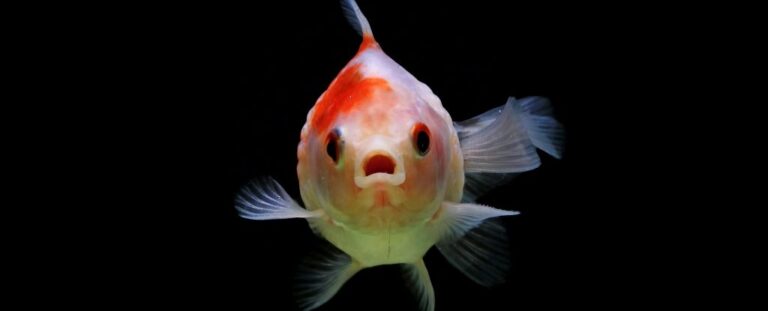 Рыбные ягодицы могут быть причиной того, что у нас теперь есть пальцы