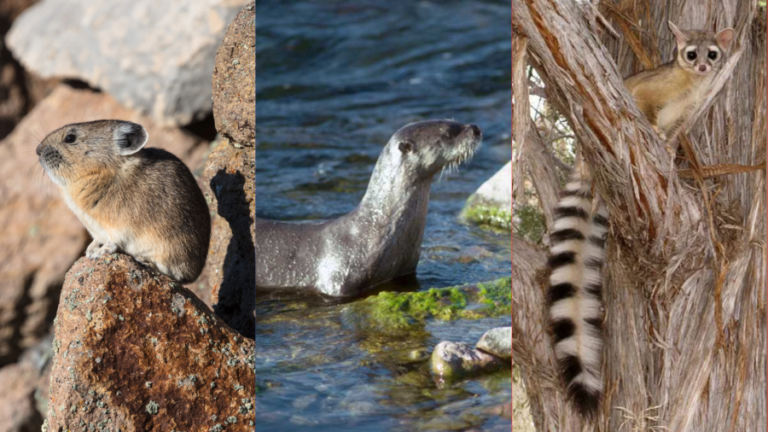 Вы когда-нибудь слышали или видели этих редких животных?