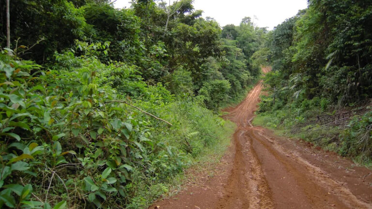 Спутниковые снимки выявляют странное явление, происходящее в лесах по всему миру — вот что говорят ученые