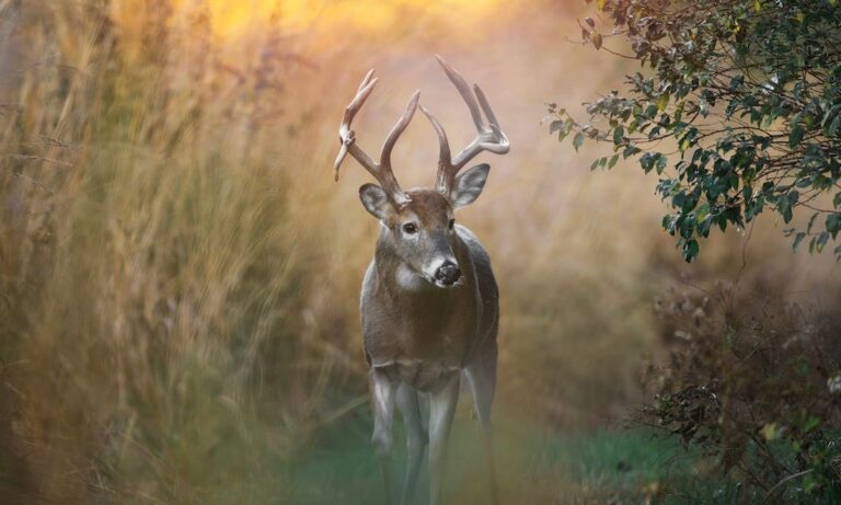Самый большой черный медведь, олень, индейка, когда-либо убитый в Теннесси
