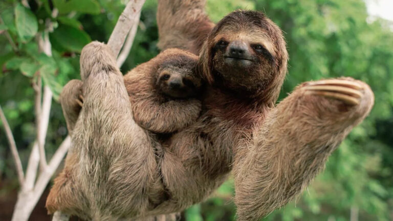 Какое самое медленное животное в мире?