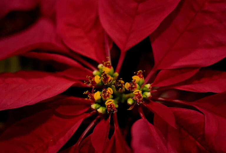 Пуансеттии ассоциируются с Рождеством, но кто принес его в СК, США?