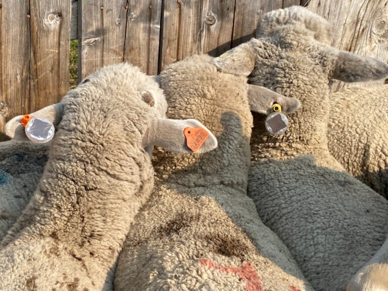 Исследователи из Университета штата Юта разрабатывают технологию ушной метки для сдерживания хищников скота