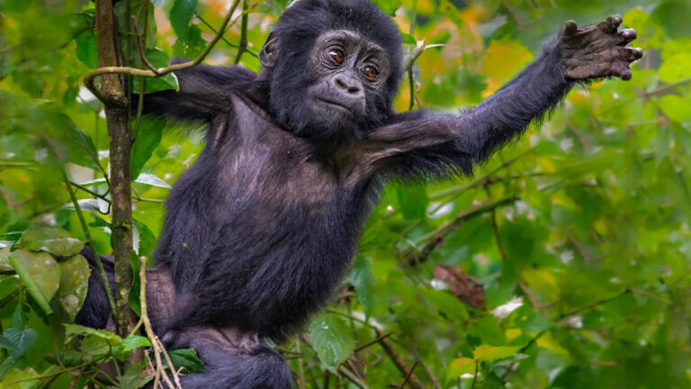 Малыш Горилла помогает посетителям зоопарка связать обувь в восхитительный вирусный момент