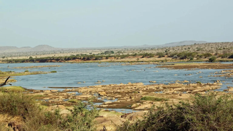 Эксперты обнаружили тревожную причину после того, как десятки слонов были найдены мертвыми: «массовая деградация»