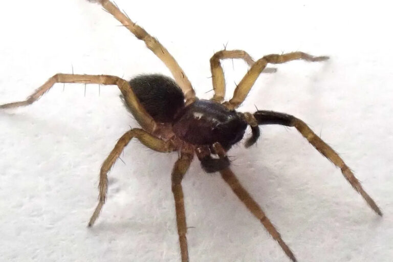 Исчезнувший волк-паук, которого не видели 40 лет, найден вновь