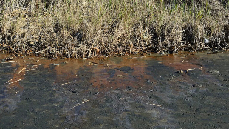 Исследователи предупреждают после обнаружения упущенных последствий крупного разлива нефти: «Я никогда не наблюдал ничего подобного».