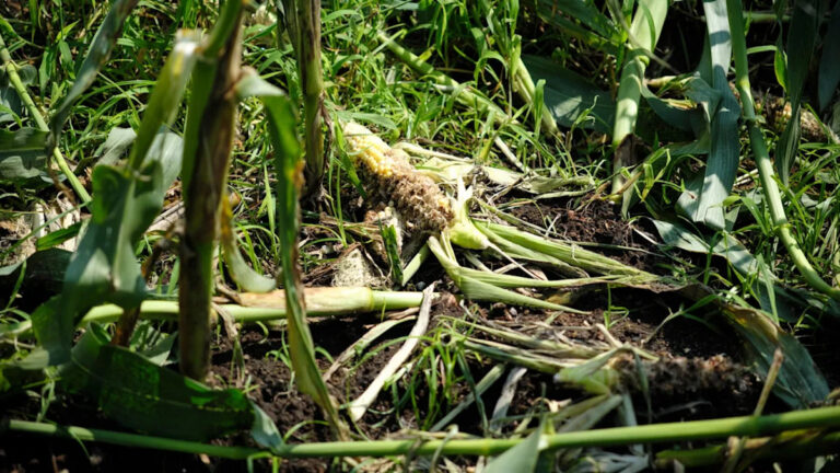 Чиновники пытаются остановить высокоинтеллектуальных животных, которые наносят ущерб по всей территории США: «Если вы не опередите их, они опередят вас».