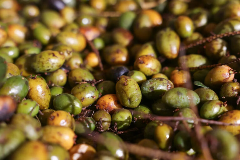 Ягоды пальметто: 150 миллионов долларов от промышленности Флориды до европейских аптек