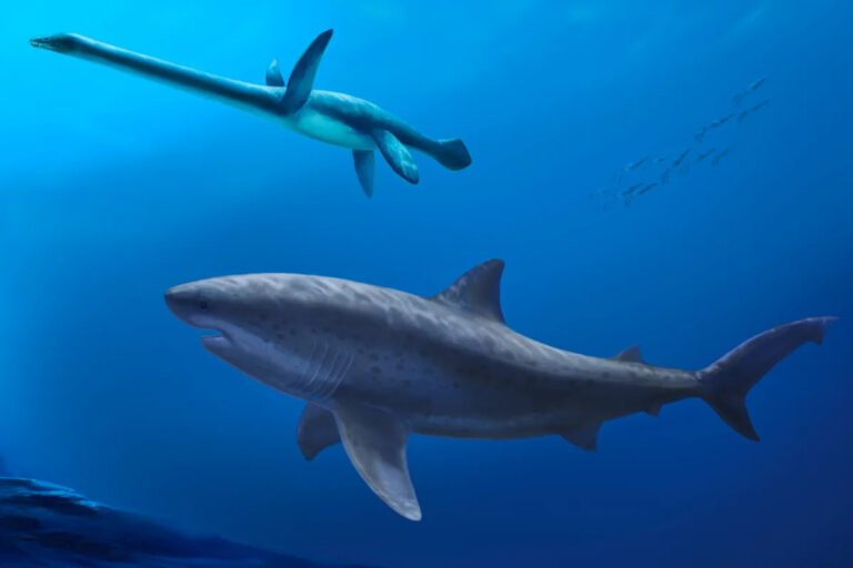 До мегалодона, по словам исследователей, чудовищная акула управляла древними австралийскими морями.