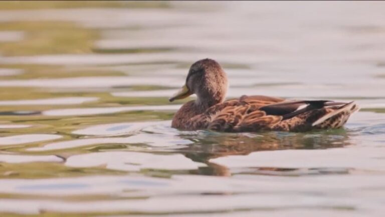День открытия сезона уток привлечет тысячи людей к затопленной древесине Арканзаса