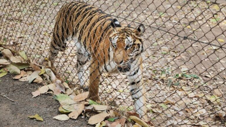 15 побегов животных из зоопарков и заповедников по всему миру