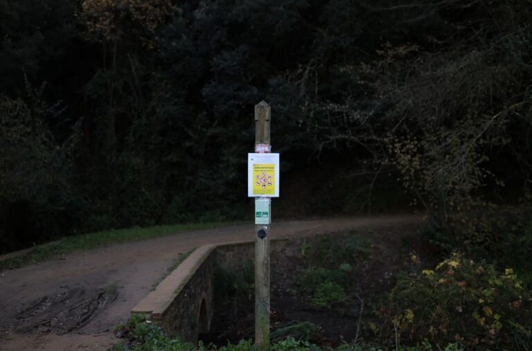 Испания планирует отстрел диких кабанов на фоне вспышки чумы свиней, которая ударила по экспорту