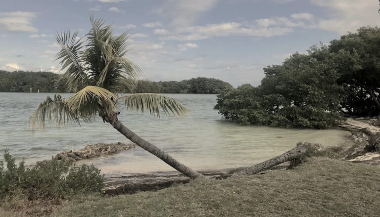 Мужчина серьезно пострадал при нападении акулы во время сноркелинга: «Я был напуган