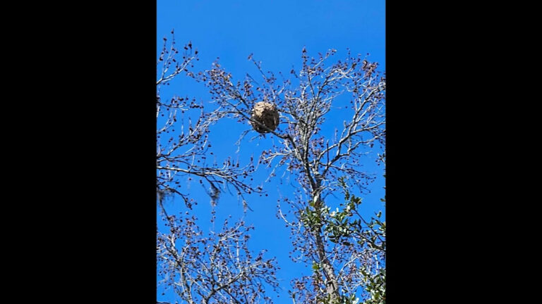 Инвазивные шершни, вывезенные из парка Бофорта, в этом году нашли 80-е гнездо в Лоукантри