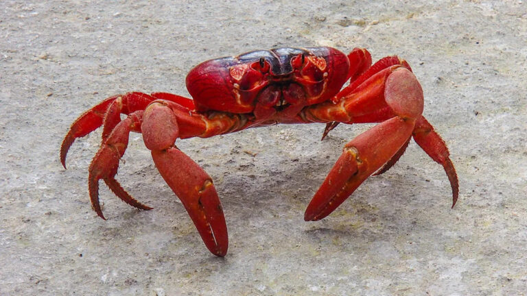 Более 100 миллионов красных крабов мигрируют в море, и каждое падение — это настоящее зрелище.