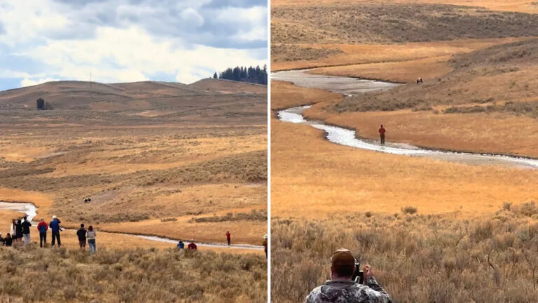 Очевидцы возмущены видео опасного поведения посетителей национального парка возле медведя гризли: «Медведи быстрее, чем большинство думает»