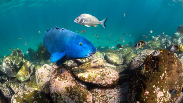 Исследователи поднимают красные флаги после наблюдения за изменениями в поведении морских видов: «Прошлое больше не является хорошим руководством к будущему».