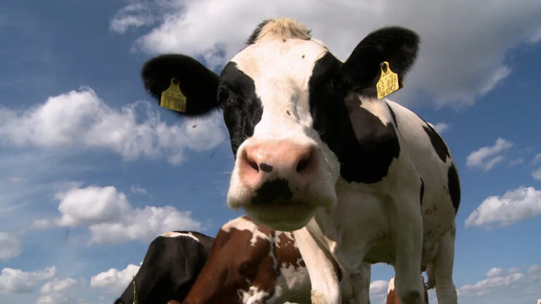 Ученые разводят коров, которые сжигают меньше метана.
