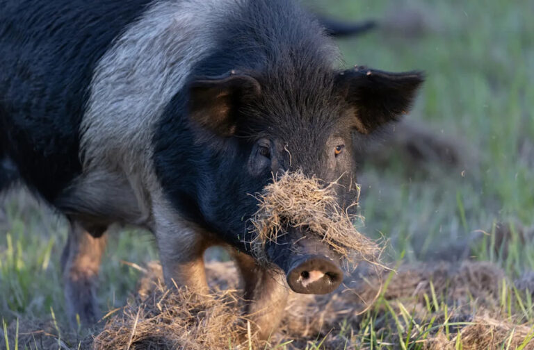 Домовладелец снял потрясающее видео после того, как массивный дикий кабан ворвался в дом: «Это был огромный взрыв»