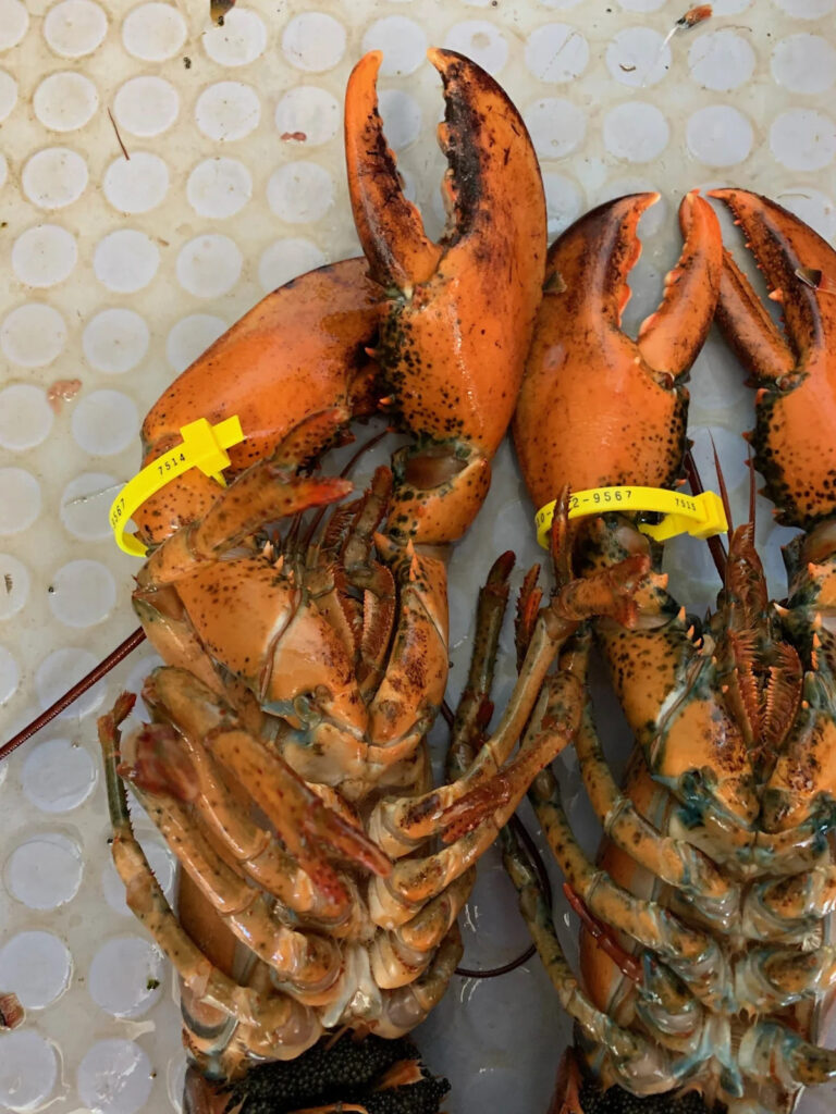 Рекордсмен по лобстерам, ресторан на продажу, Джон Ши: лучшие истории Кейп-Код Таймс