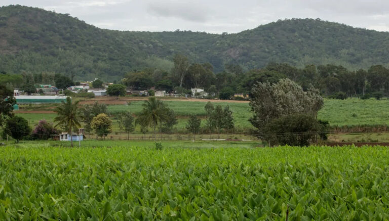 Фермеры, опустошенные любимым урожаем, становятся почти невозможны для роста: «Даже для моей семьи»