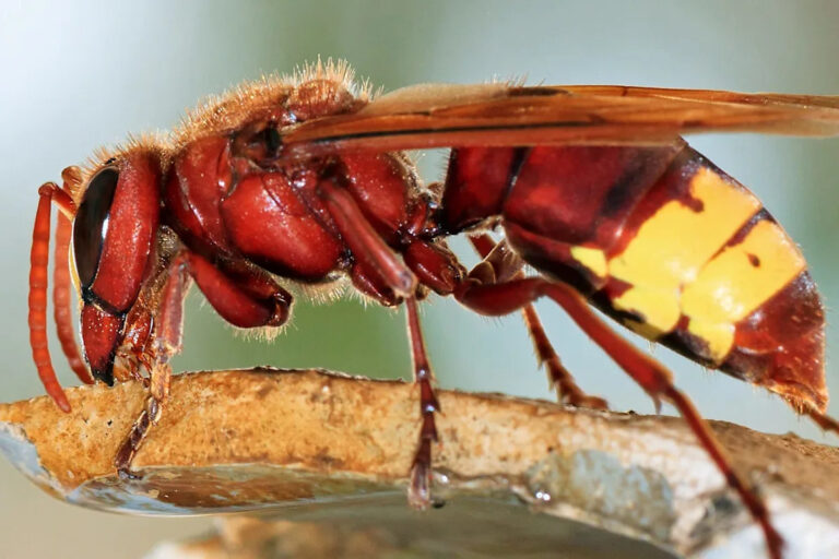 Чиновники бьют тревогу после того, как опасное насекомое, впервые за 50 лет замеченное в стране, «отступило и теперь возвращается».