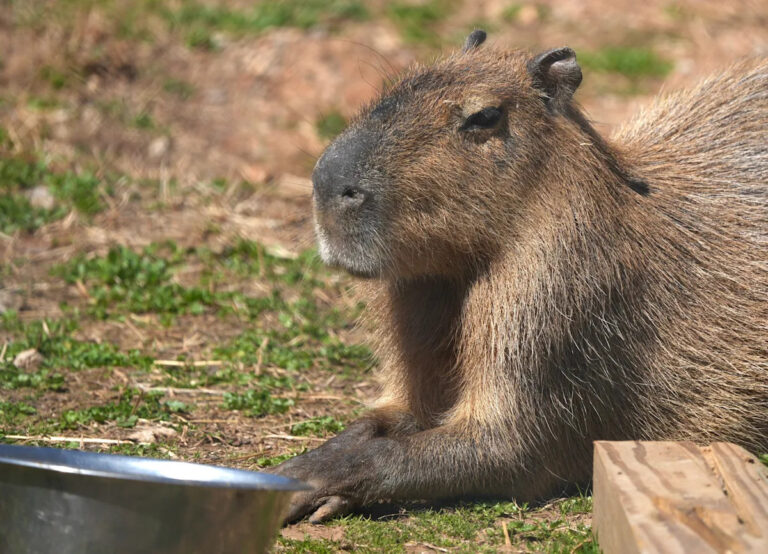 Капибара в Кентукки вызывает ажиотаж в Огайо после вирусной фотографии.