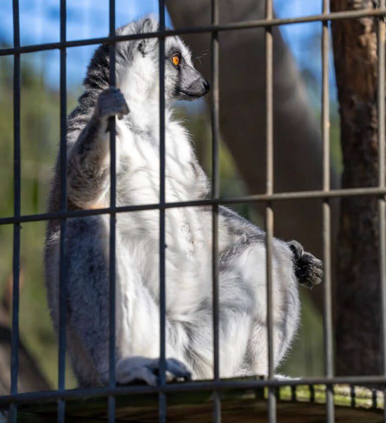 Вы можете законно владеть тигром, валлаби или другим диким домашним животным в Висконсине?