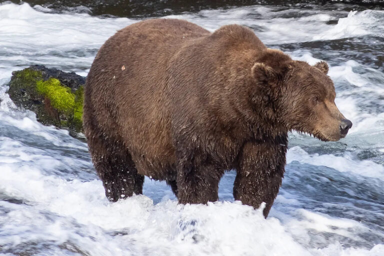 Неделя толстых медведей вернулась в Америку как раз вовремя