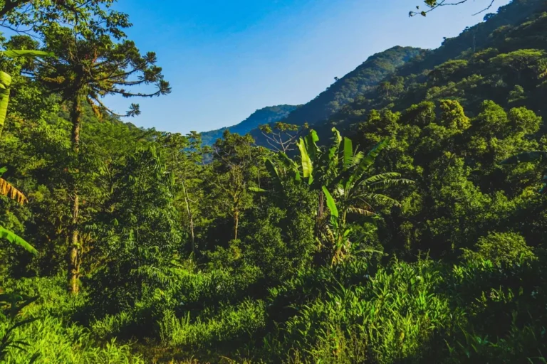 Скрытые камеры следа запечатлели кадры крупнейшего млекопитающего Южной Америки, когда-то считавшегося вымершим: «Это… отражает важность охраняемых районов».