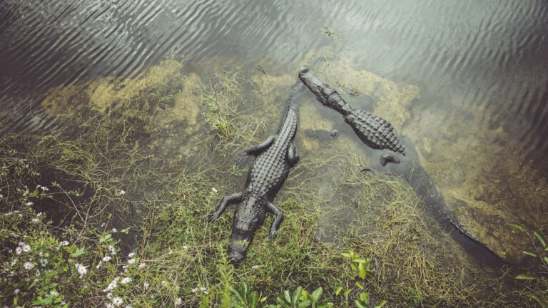 Один из самых жестоких городов во Флориде — неожиданный пригород к ключам и Эверглейдс.
