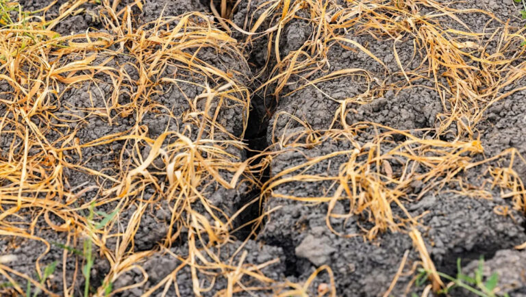 Фермеры опустошены, поскольку экстремальные условия уничтожают ключевые культуры: «Худшее, что я записал в своей карьере»