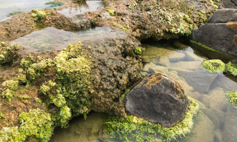 Эти «живые камни» живут наверху