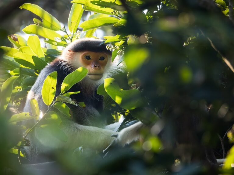 Призрак джунглей: фотографирование приматов, находящихся под угрозой исчезновения в джунглях Вьетнама