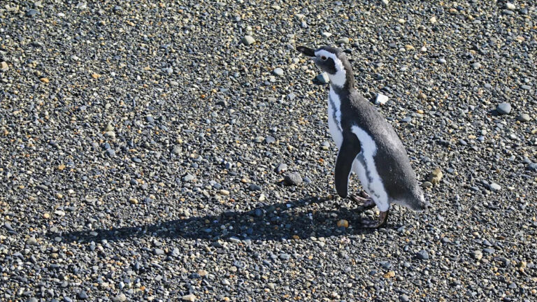 Чиновники осудили мужчину за убийство более 100 пингвинов бульдозером: «Это война»