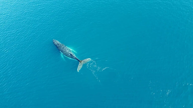 Ученые отмечают тревожную тенденцию среди китов и акул: «Еды просто не хватает»