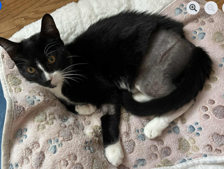 «Мистер» о поправке после излияния поддержки в деле о жестоком обращении с животными в Хорнелле