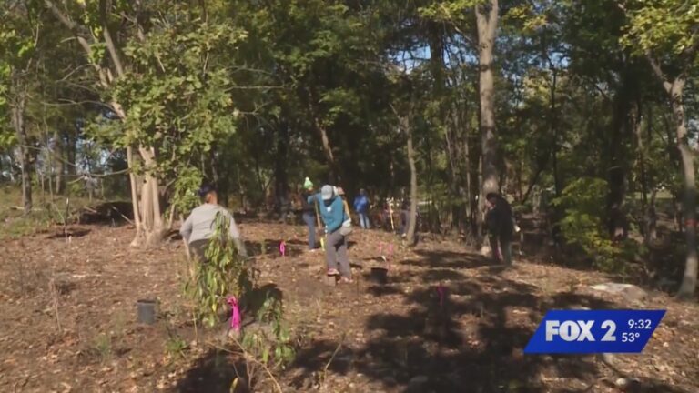 После масштабной уборки торнадо в Лесном парке высаживают новые деревья