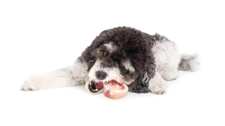 FDA напоминает о популярном сыром корме для собак из-за риска сальмонеллы