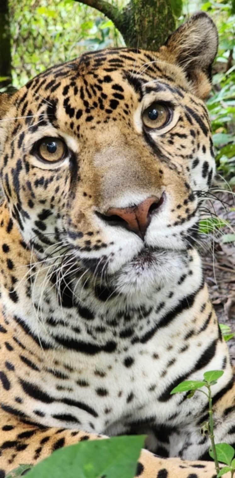 Познакомьтесь с ягуаром Филли, который нашел дом в зоопарке округа Милуоки.