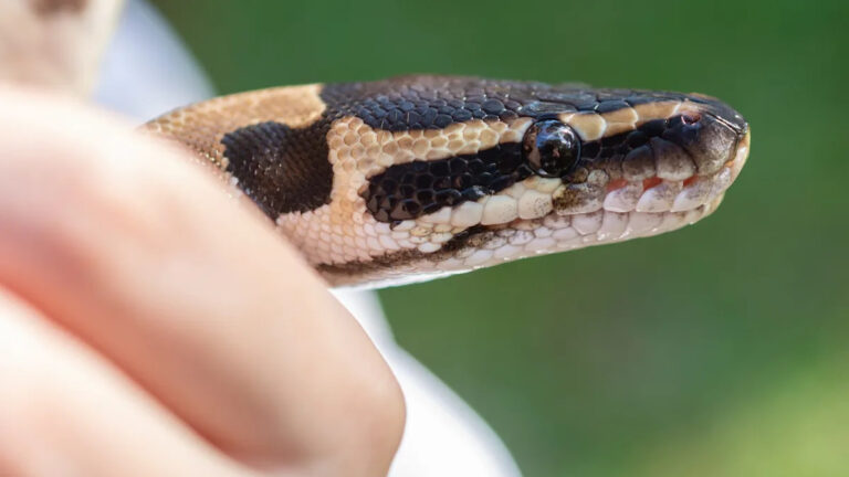 «Человек-змея» из Флориды похвалил после захвата и удаления 12-футового питона: «Сейчас их слишком много»